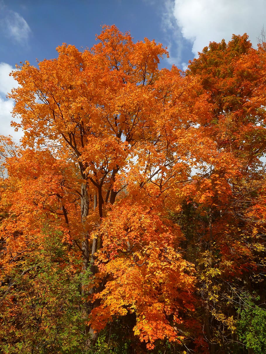 Autumn, Leaves, Orange, Fall, yellow, forest, bright, foliage