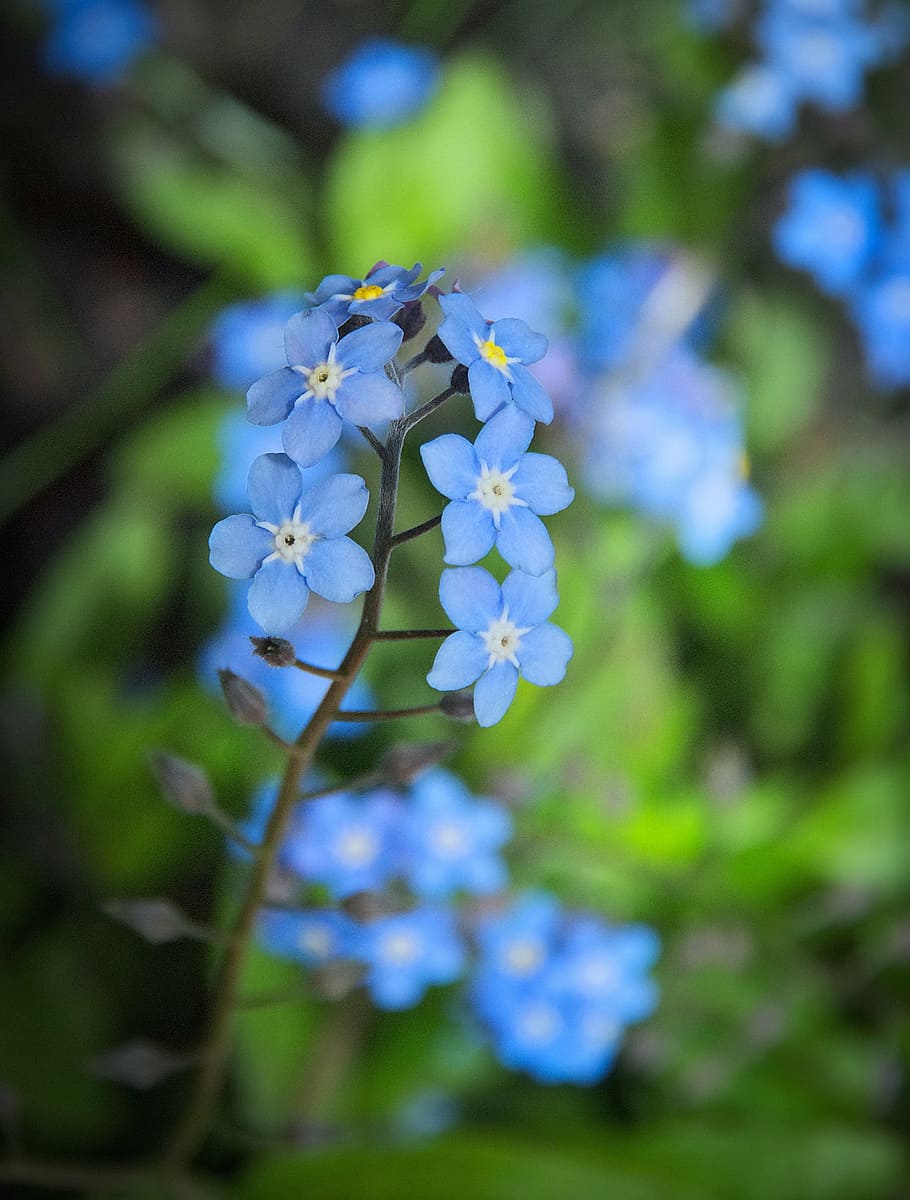 selective focus photography of blue petaled flowers at daytime HD wallpaper