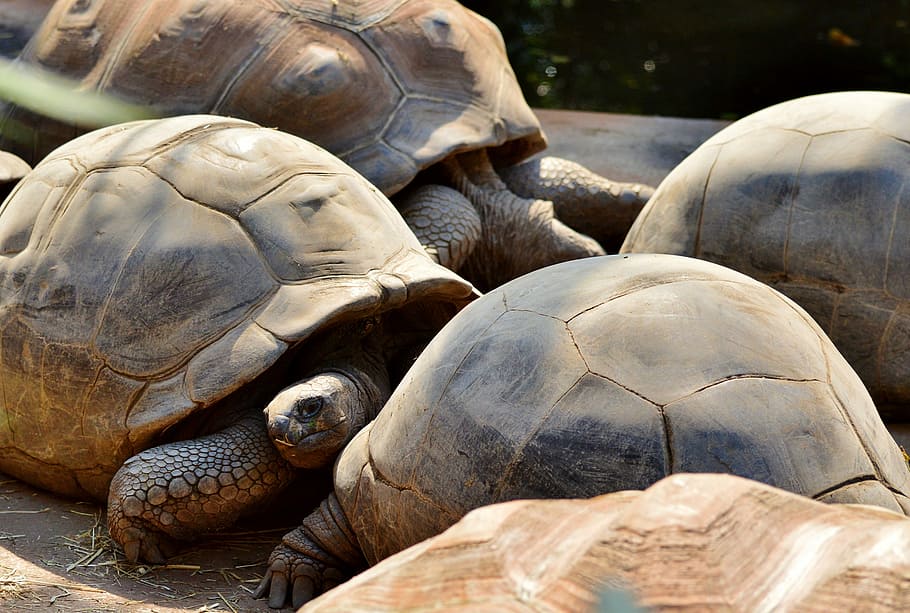 Turtle, Reptile, Tortoise, tortoise shell, giant tortoise, zoo HD wallpaper