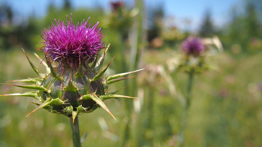 Thistle, Nature, Macro, purple, flower, plant, focus on foreground HD wallpaper