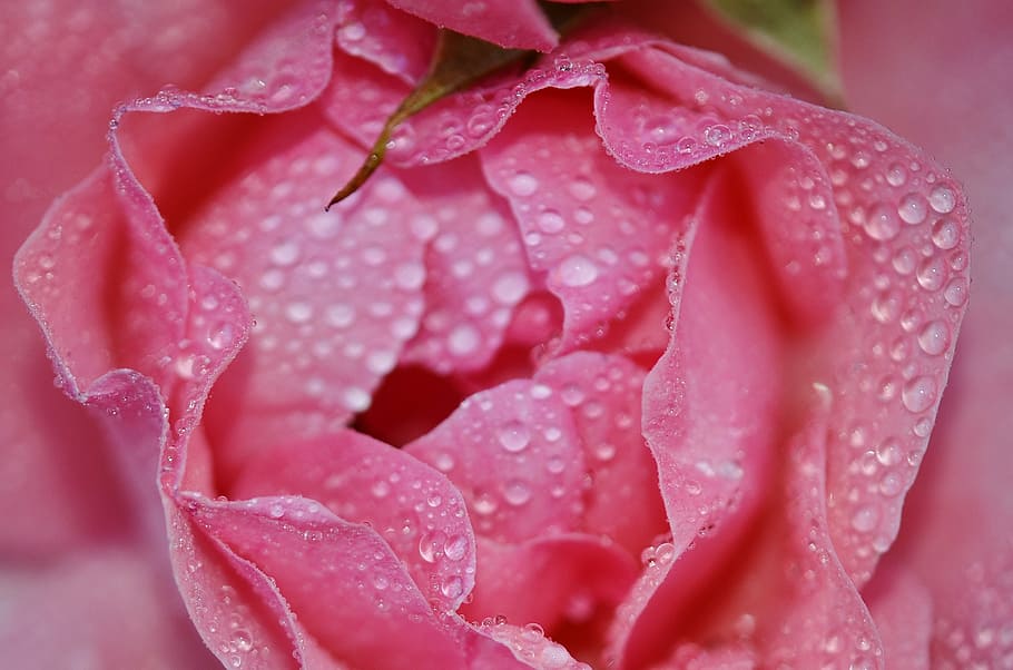 rose, flower, pink, floral, nature, blossom, garden, green, HD wallpaper