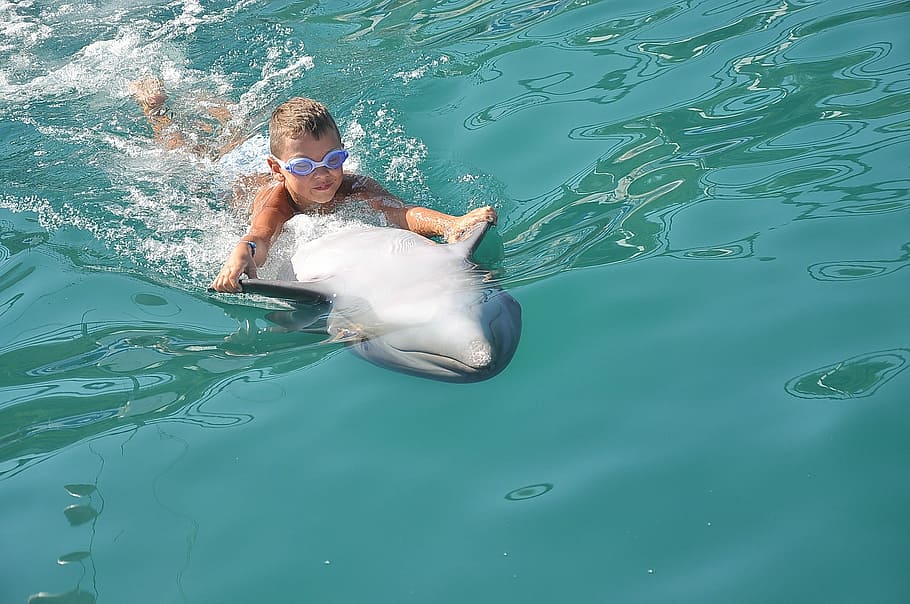 boy playing with dolphin on water, Delfin, Child, Pool, Animal HD wallpaper