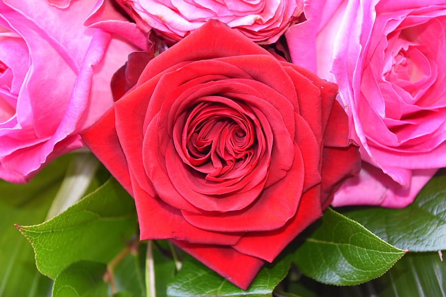 rosebush, flower, petal, floral, red rose, floral composition HD wallpaper