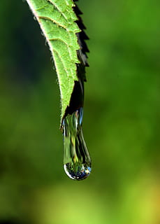 water droplet on leaf, Drip, Drop Of Water, Macro, rain, dew HD wallpaper