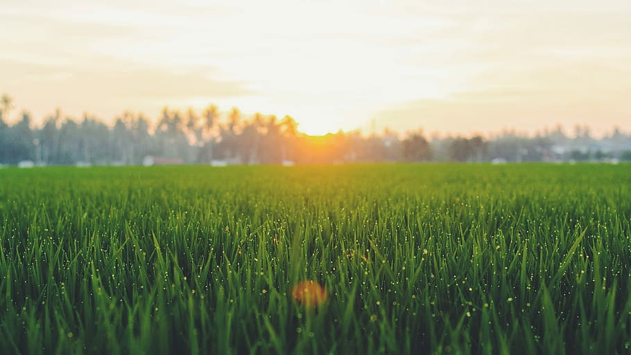 sunrise in plant field, green grass field during sunset, sunshine HD wallpaper