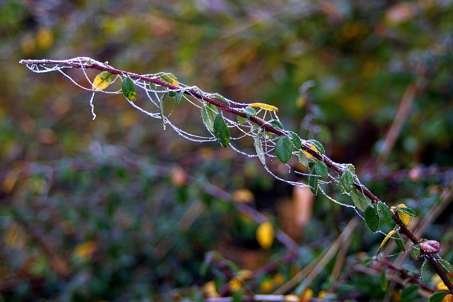 frost, cobweb, icy, ice, frozen, sprig, winter, hard rime, rosa HD wallpaper