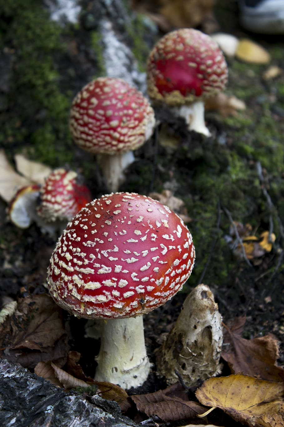 toadstool, mushroom, fungus, red, autumn, fungi, food, close-up HD wallpaper
