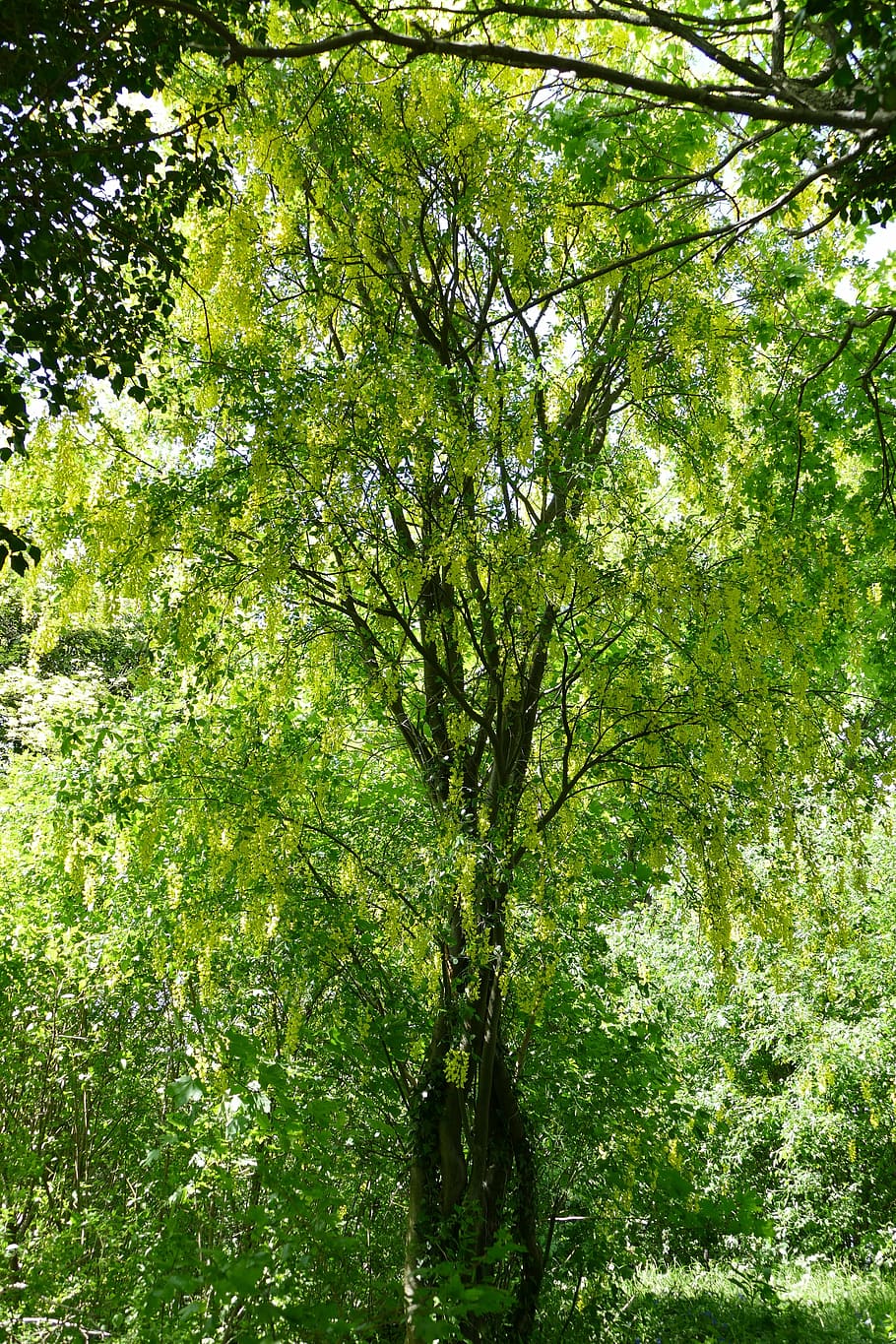 tree, laburnum, nature, forest, light, plant, green color, growth HD wallpaper