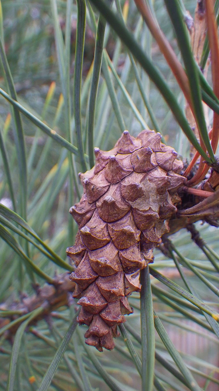 wood, nature, pine, branch, plant, evergreen, coniferous tree HD wallpaper