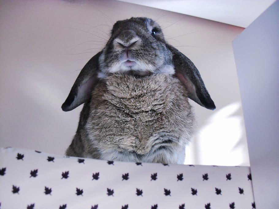 brown and black rabbit in front of white painted wall during daytime, HD wallpaper