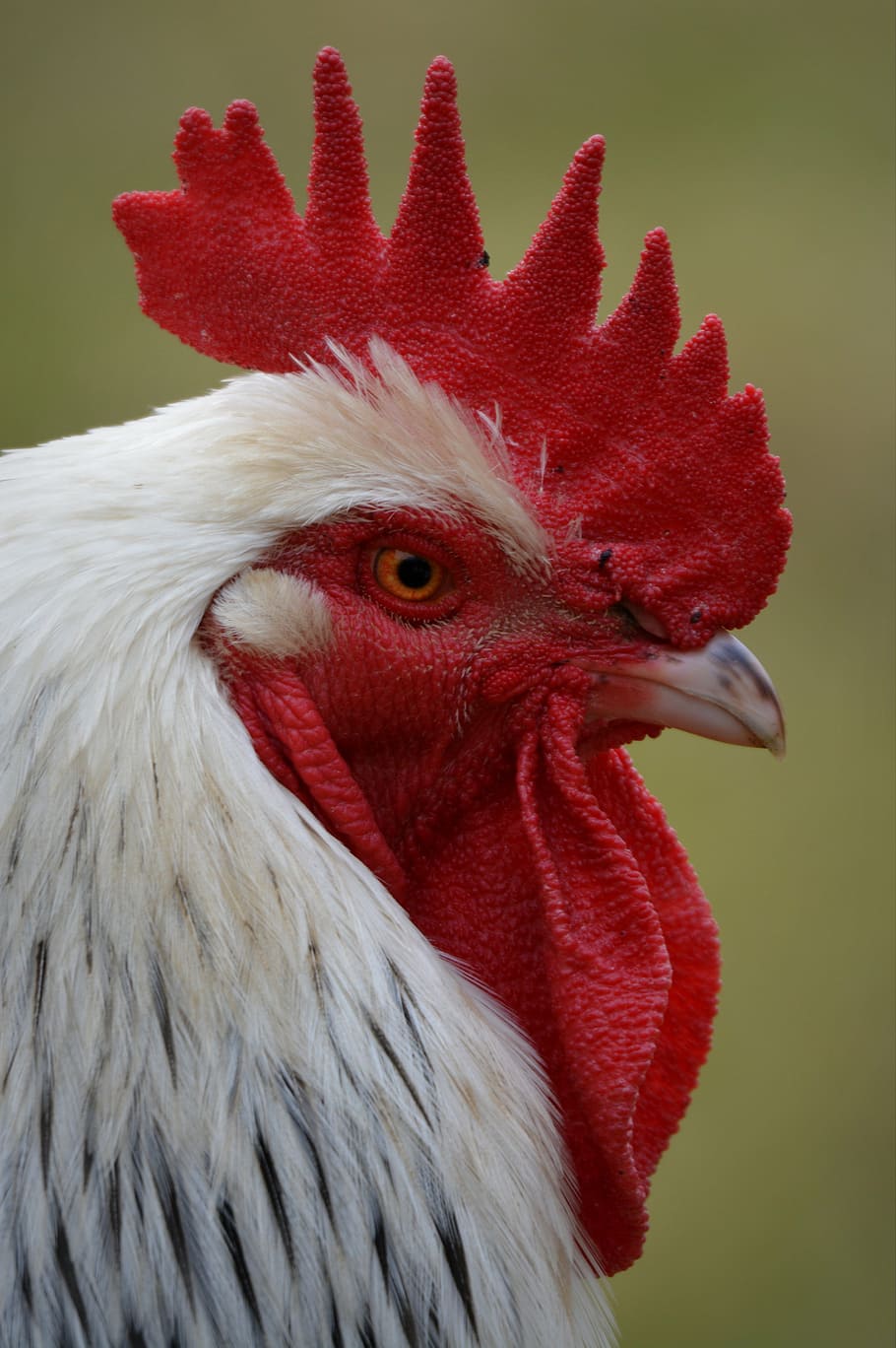 haan, mohawk, animal, poultry, bird, farm, rooster, nature HD wallpaper