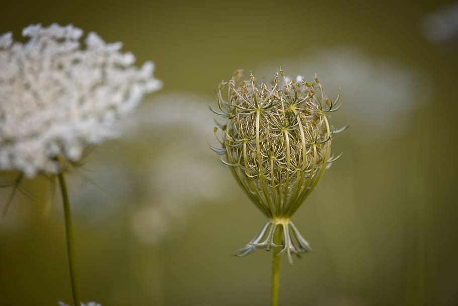 carrot, wild carrot, plant, grassland plants, wild plant, daucus carota, HD wallpaper