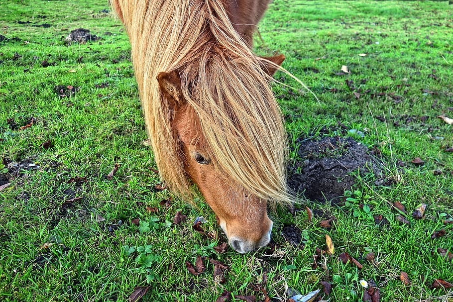 shetland pony, head, horse's head, mane, grazing, pasture, blond