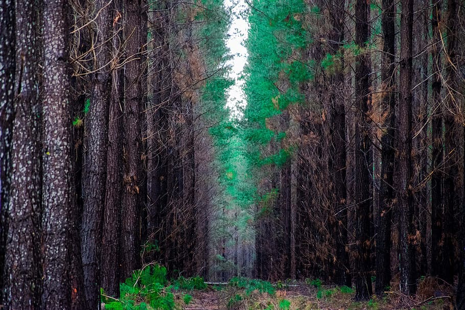 forest, trees, plant, growth, land, tree trunk, no people, nature HD wallpaper