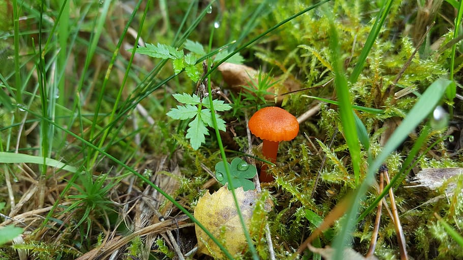 mushroom, forest, small, moss, autumn, growth, plant, food HD wallpaper