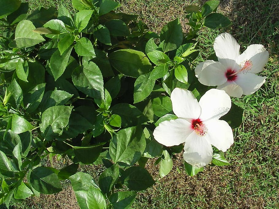 Beautiful, Flowers, just, white color, day, no people, fragility HD wallpaper