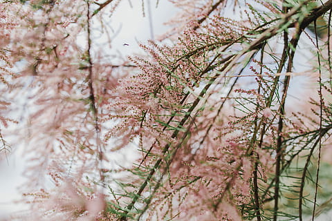 Tree bloom in early Spring, flowers, background, nature, pink HD wallpaper