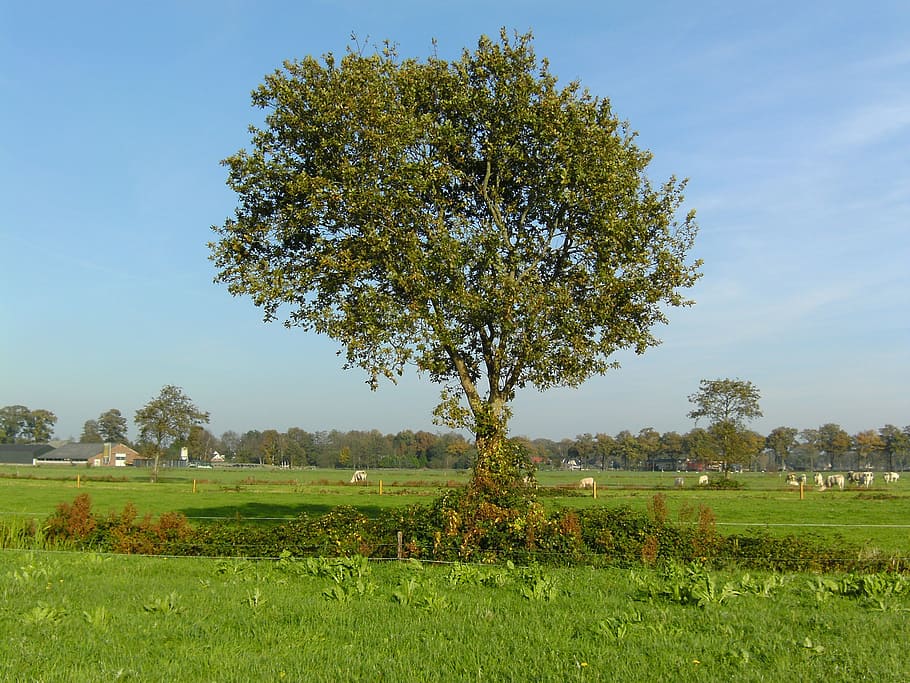 tree, pasture, nature, plant, field, grass, tranquility, land HD wallpaper