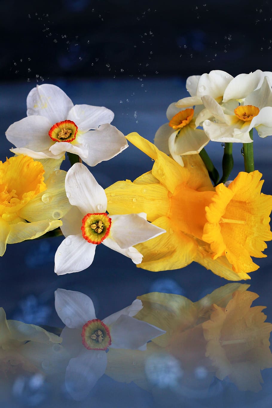 Flowers, Mirror, Yellow, Blue, n, fragility, underwater, petal HD wallpaper