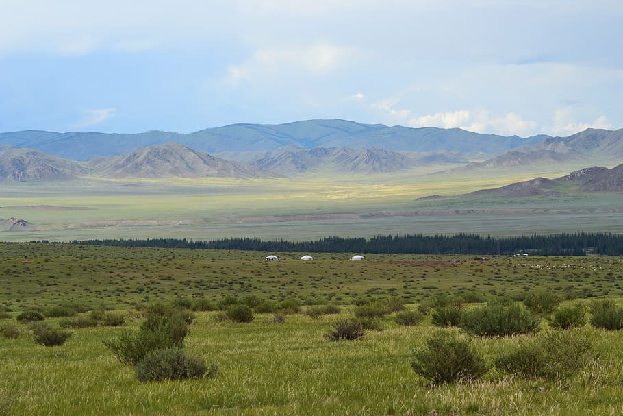 green grass field, mongolia, steppe, yurts, altai, landscape
