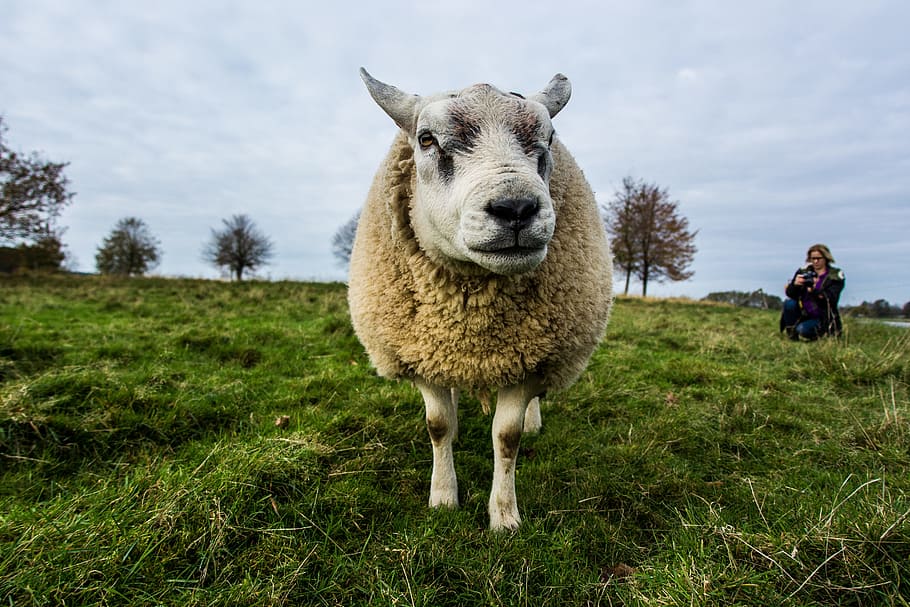 Beige Sheep on Green Grass Field Under Gray Sky, animal, camera HD wallpaper
