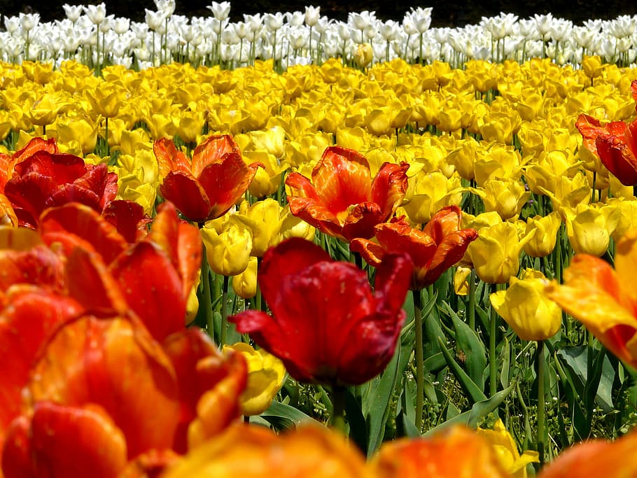 Spring, Tulips, Field, Flowers, tulip field, yellow, orange HD wallpaper