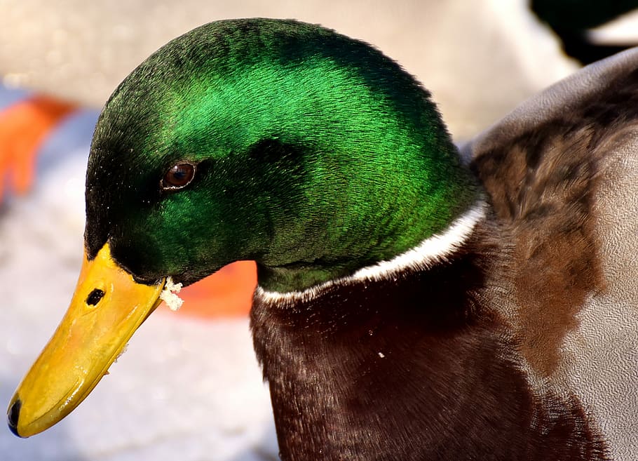 mallard, males, bread, eat, snow, winter, water bird, bill HD wallpaper