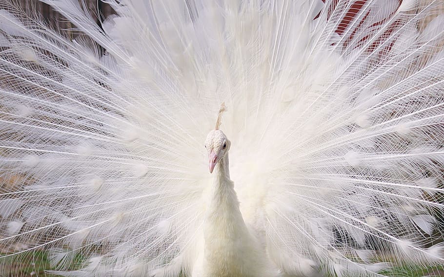 close-up photo of white peacock, birds, portrait, animals, animal themes HD wallpaper