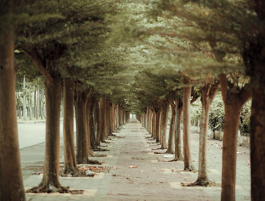 Trees in Straight Line Beside Pathway, daylight, environment HD wallpaper