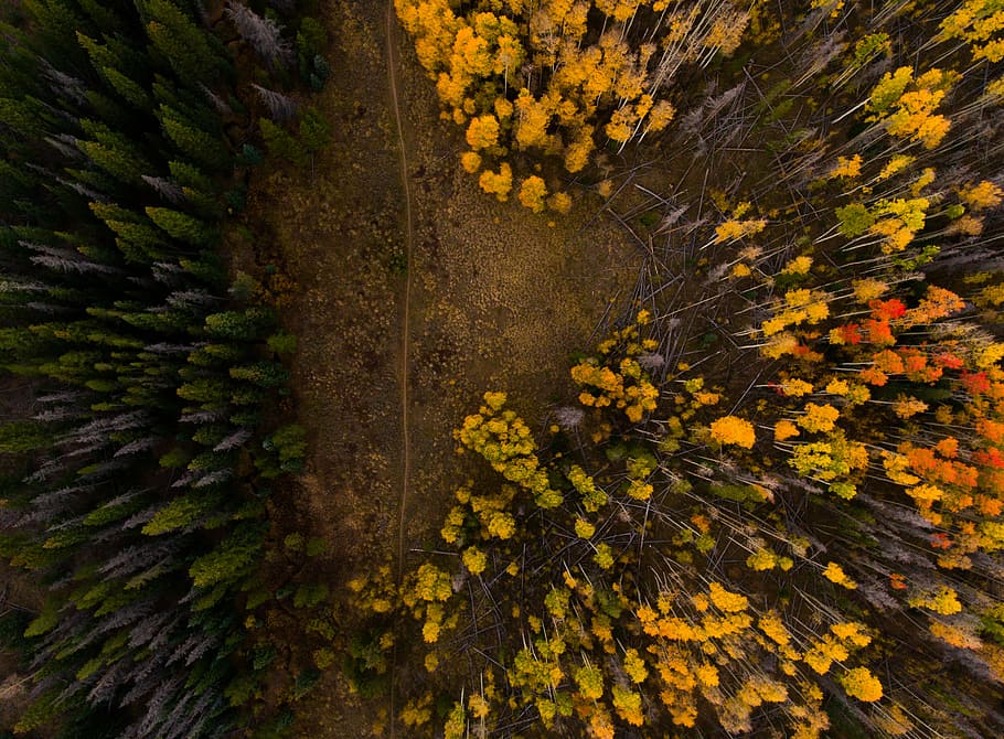 aerial photo of yellow and orange trees, aerial photography of forest HD wallpaper