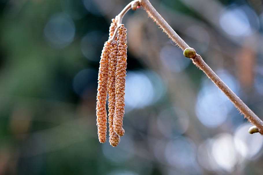 nature, plant, close up, spring, focus on foreground, pussy willow