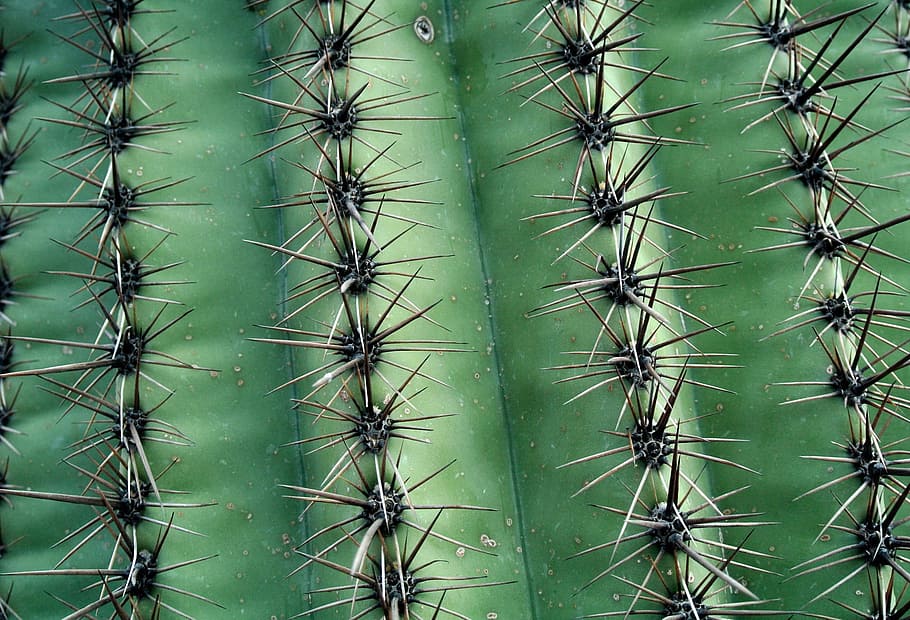 green cactus with water dew, succulent, prickly, desert, plant HD wallpaper