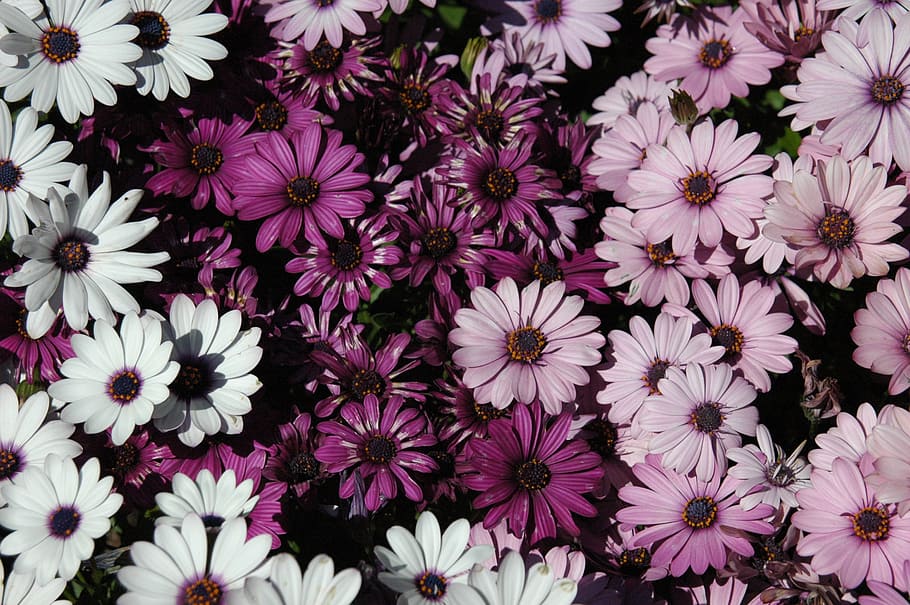 Spring Flowers, colorful, purple, growth, no people, fragility HD wallpaper