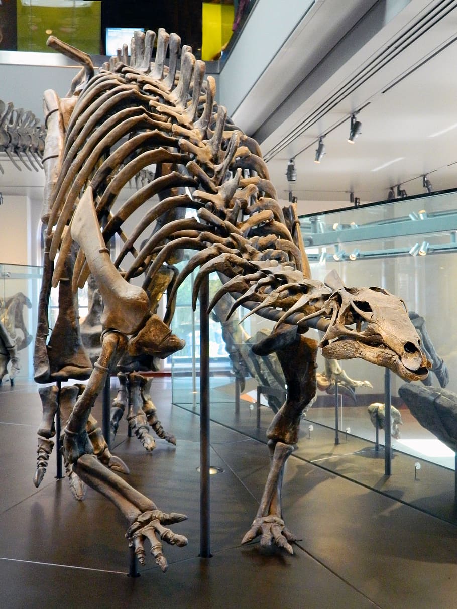 dinosaur, jurassic, bones, museum, skeleton, dead, science, HD wallpaper