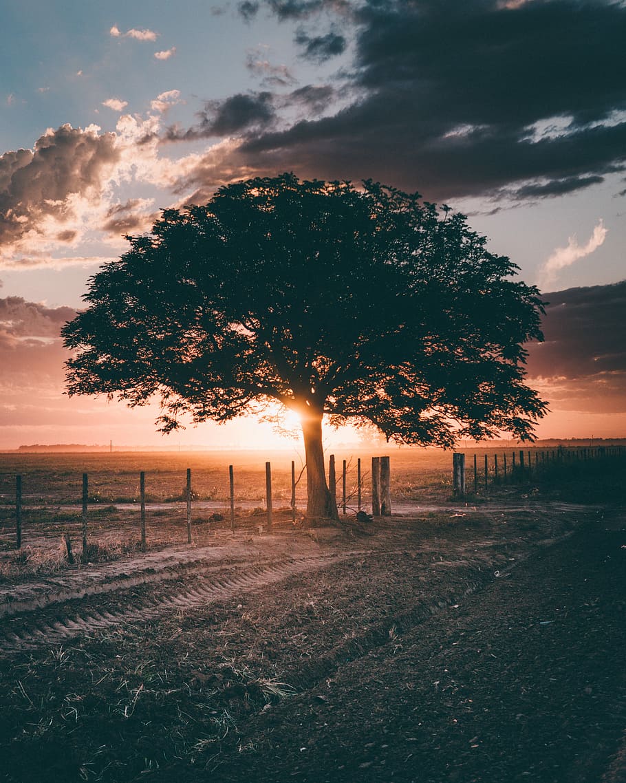 silhouette of tree during golden hour time, green leafed tree near fence HD wallpaper
