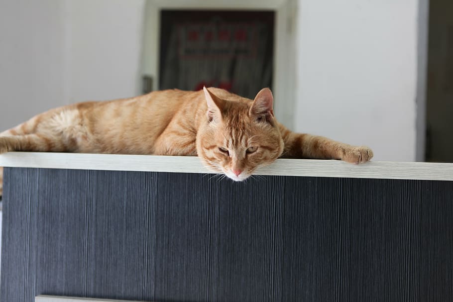 office, cat, pets, domestic, feline, mammal, domestic animals HD wallpaper