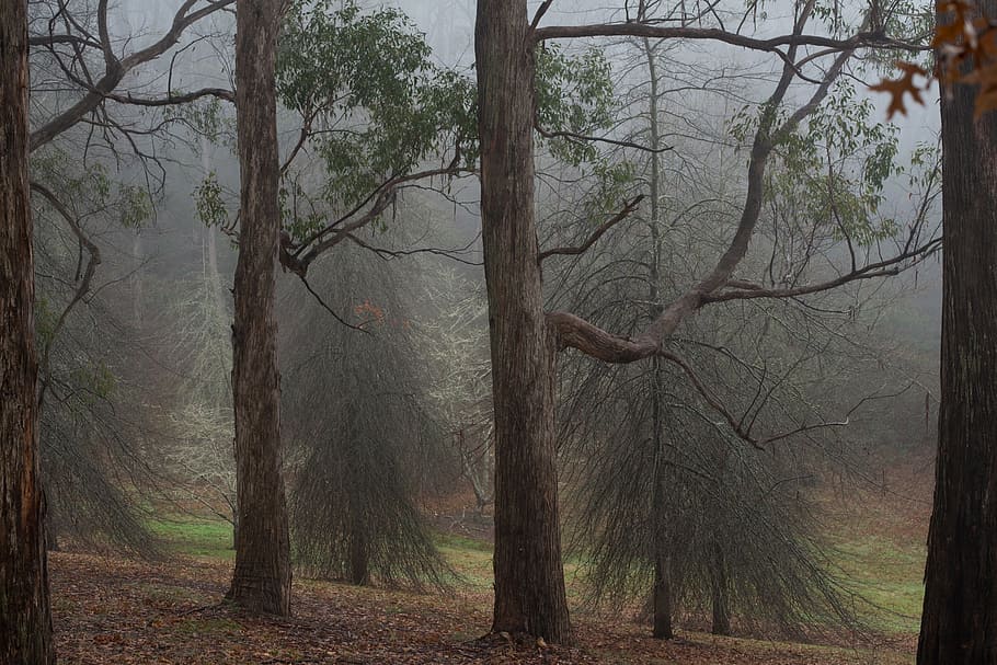 forest, fog, trees, landscape, nature, mist, haze, autumn, wood HD wallpaper
