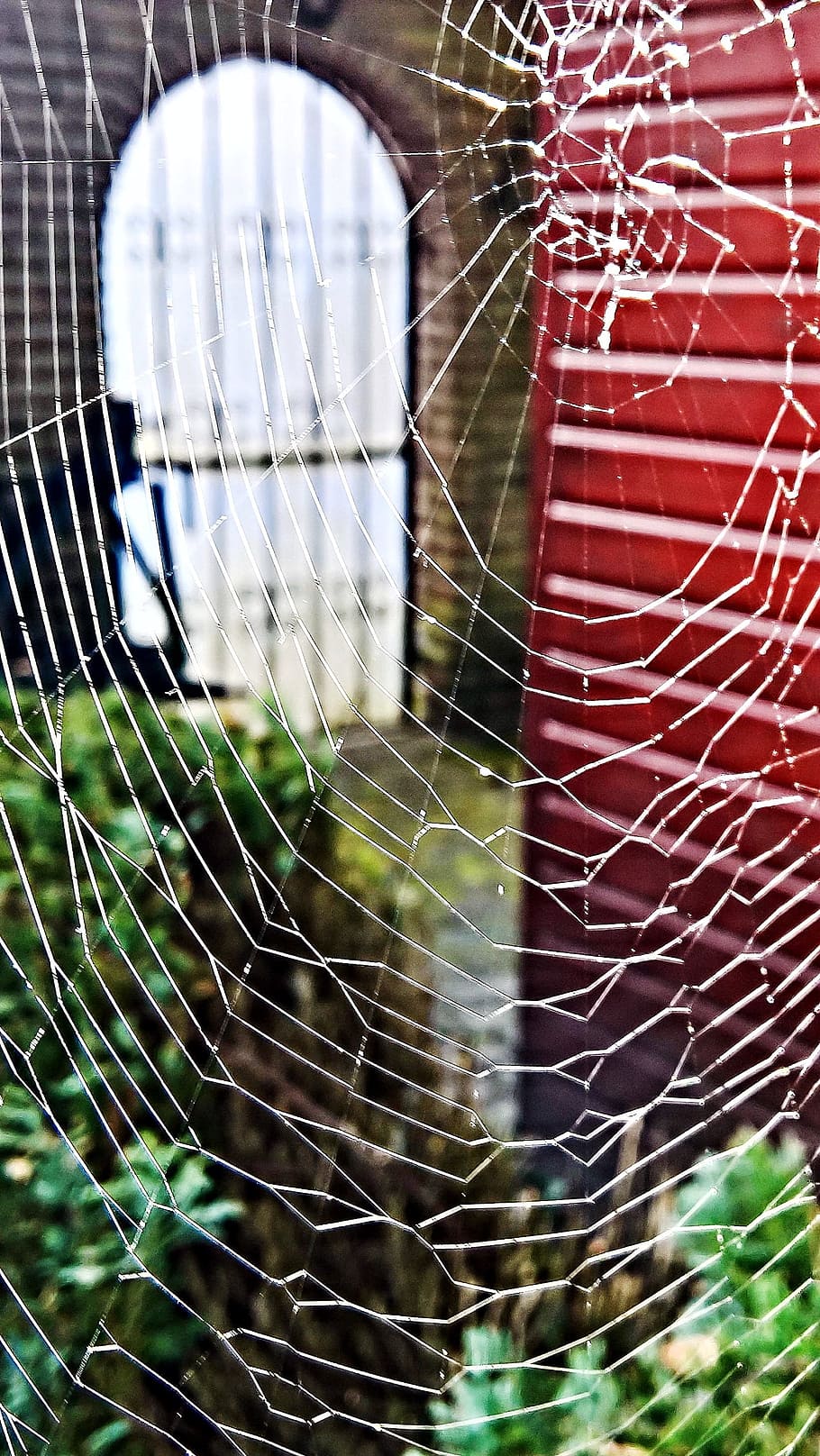 cobweb, spider, insect, network, woven, silk, pattern, case, HD wallpaper