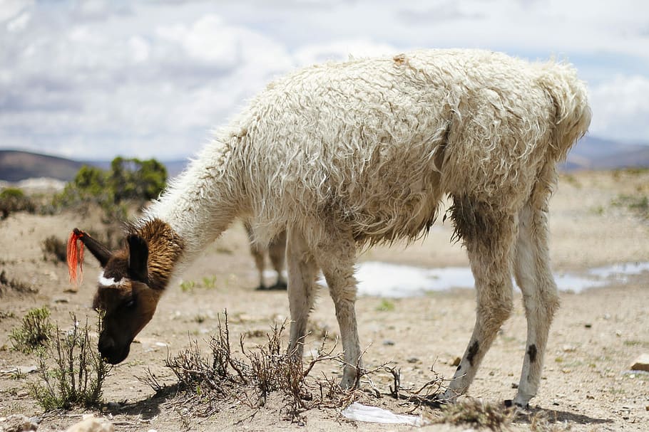 white llama on brown field, white animal, mountain, creature HD wallpaper