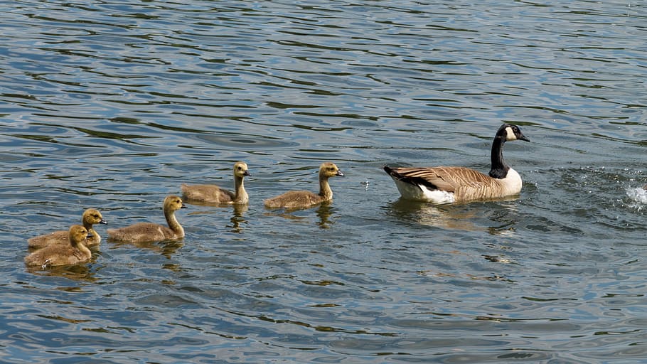 animals, birds, goose with chicks, group of animals, animal themes HD wallpaper