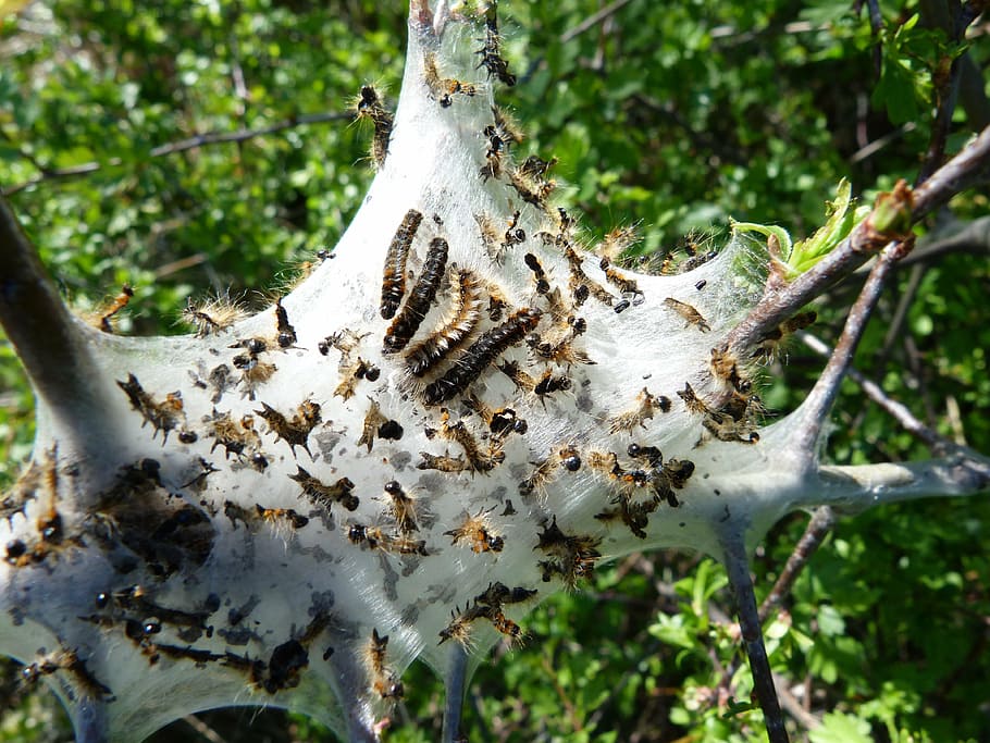 caterpillar, insects, nest, nature, urticant, destructor, plant HD wallpaper