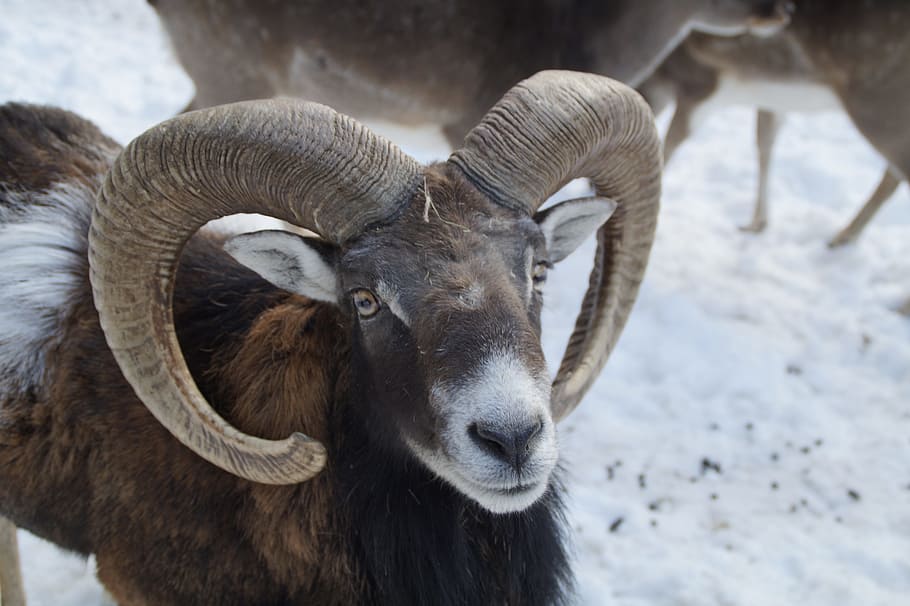 Bock, Sheep, Mouflon, Winter, Snow, winter fur, wintry, cold HD wallpaper