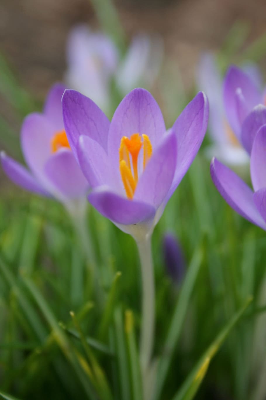 crocus, spring, nature, bloom, season, flower, blossom, garden HD wallpaper