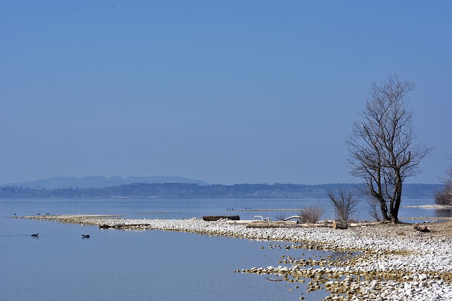 Tree, Bank, Beach, Lake, Landscape, chiemsee, bavaria, nature HD wallpaper