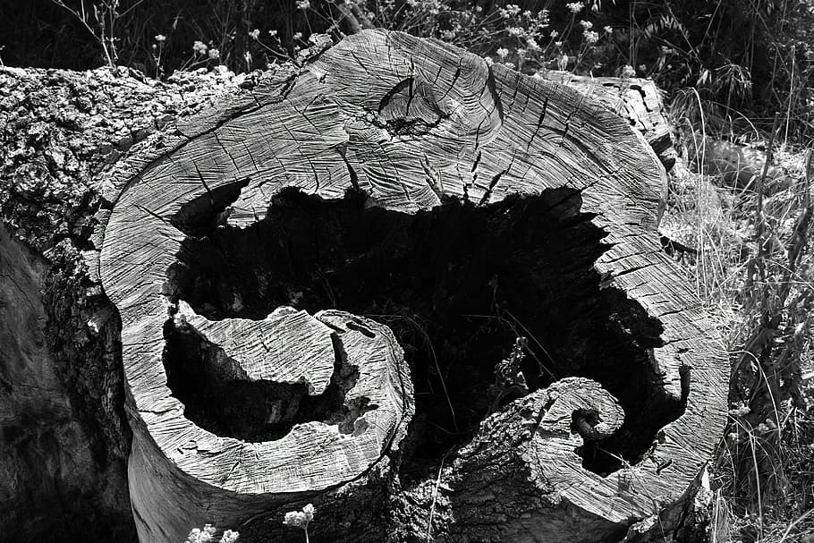 Tree, Stump, Cut, Nature, Wood, Natural, trunk, plant, forest HD wallpaper