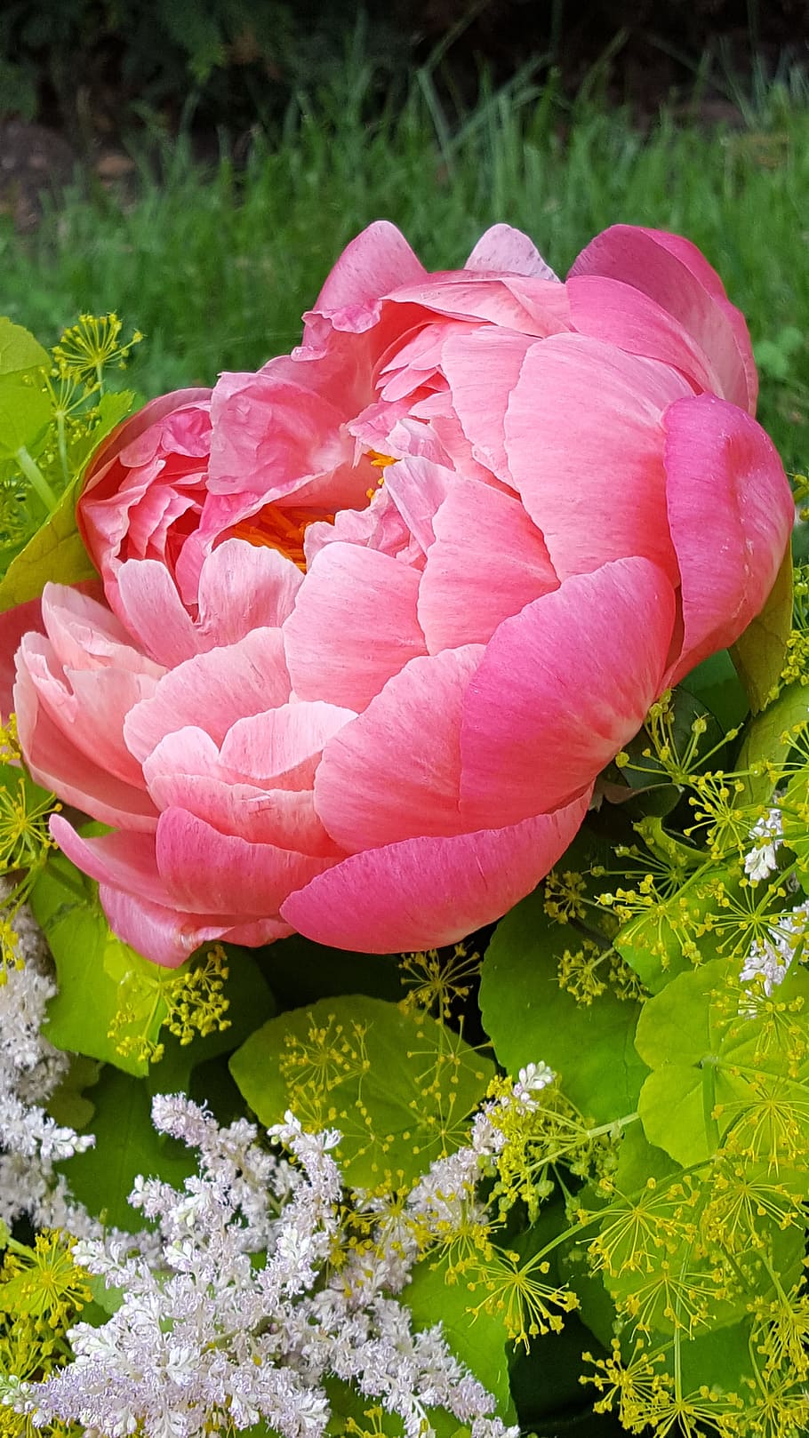 Peony, Decorative, Flower, Bouquet, decorative flower, nature HD wallpaper