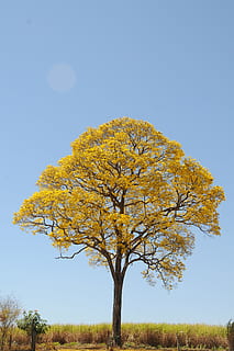 tree, yellow, spring, farm, beautiful, ipê, landscape, plant HD wallpaper