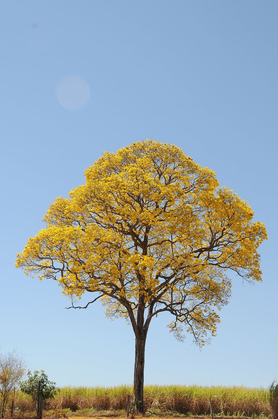 tree, yellow, spring, farm, beautiful, ipê, landscape, plant HD wallpaper