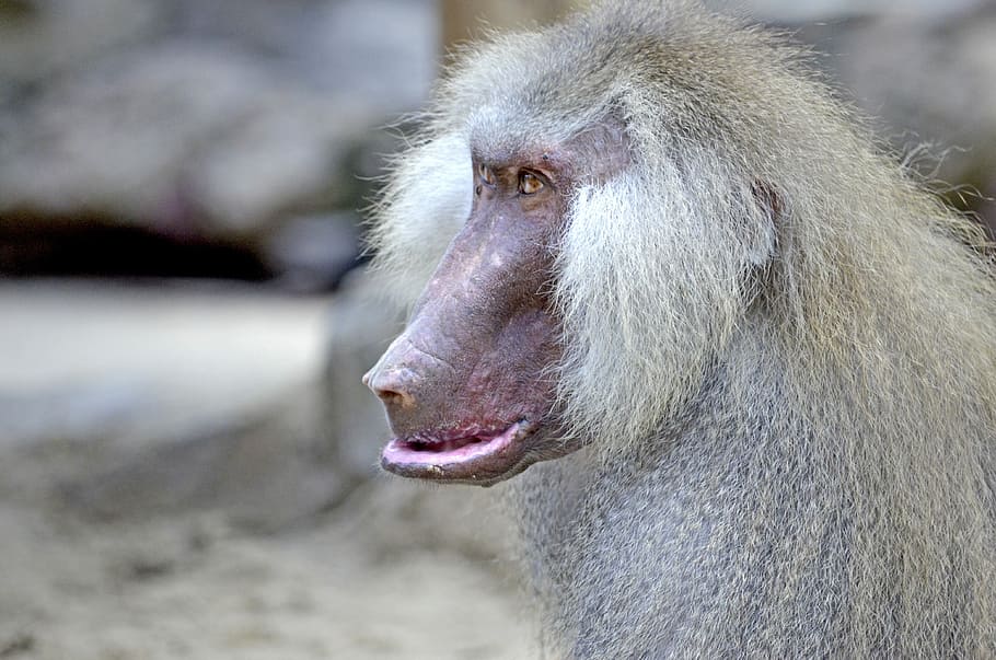 Baboon, Monkey, Old, Male, monkey males, grey fur, old animal HD wallpaper