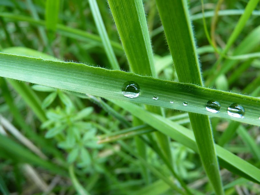 Dew, Dewdrop, Grass, Green, Nature, dewdrop grass, morgentau HD wallpaper